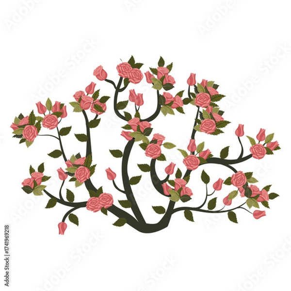 Obraz A round rose bush with blooming dusty pink roses. Vector illustration on a white background.