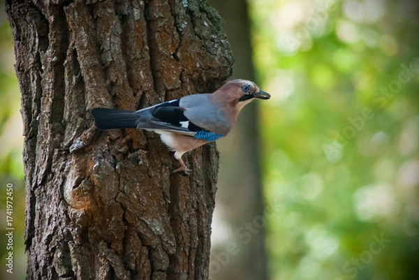 Obraz European jay in the forest