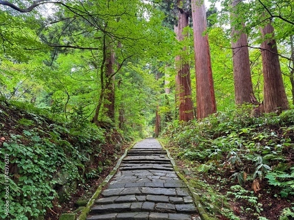 Fototapeta Moss-covered stone steps leading to a shrine surrounded by cedar trees on Mt Haguro, Yamagata, Japan