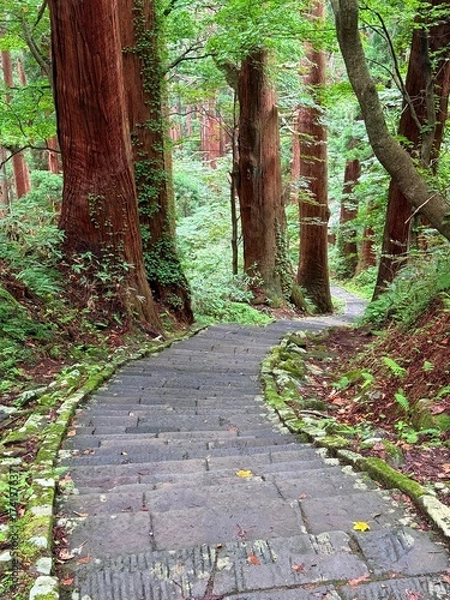 Fototapeta Moss-covered stone steps leading to a shrine surrounded by cedar trees on Mt Haguro, Yamagata, Japan