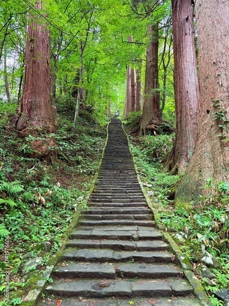 Fototapeta Moss-covered stone steps leading to a shrine surrounded by cedar trees on Mt Haguro, Yamagata, Japan