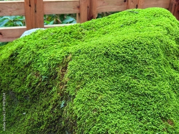 Fototapeta Moss-covered stone steps leading to a shrine surrounded by cedar trees on Mt Haguro, Yamagata, Japan