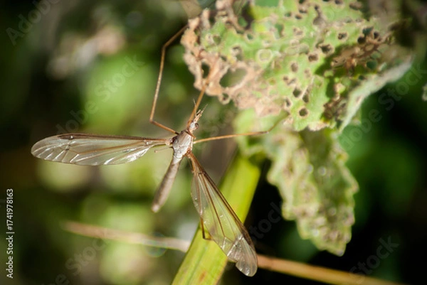 Obraz Tipula furca is a species of large crane fly in the family Tipulidae