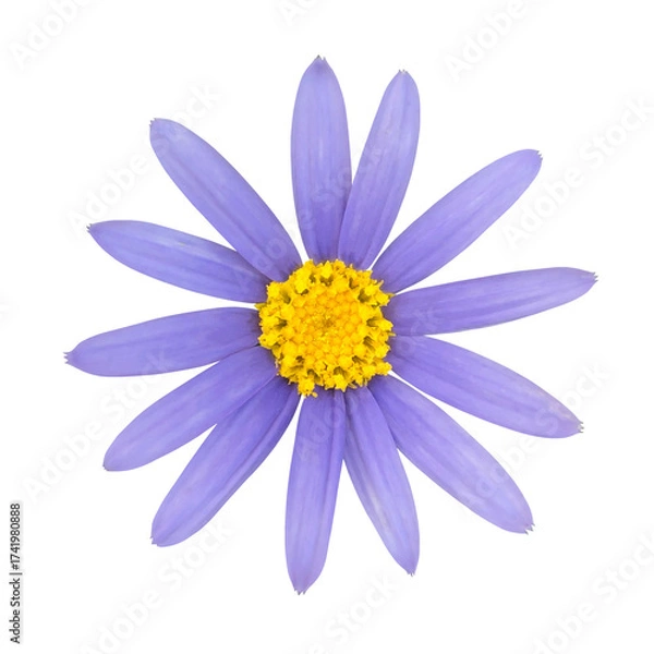 Obraz ブルーデイジーの花