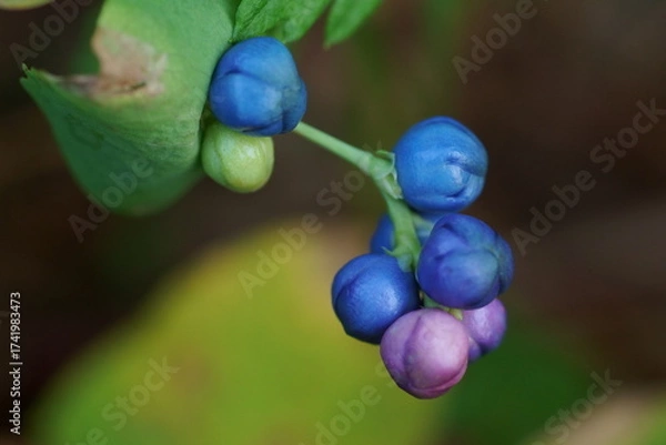 Obraz イシミカワの実