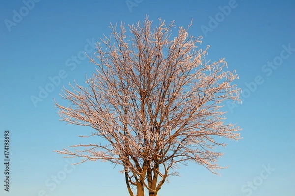 Obraz Baumkorone im Winter