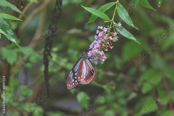 Fototapeta Chestnut Tiger that replenishes nutrients in the middle of autumn migration