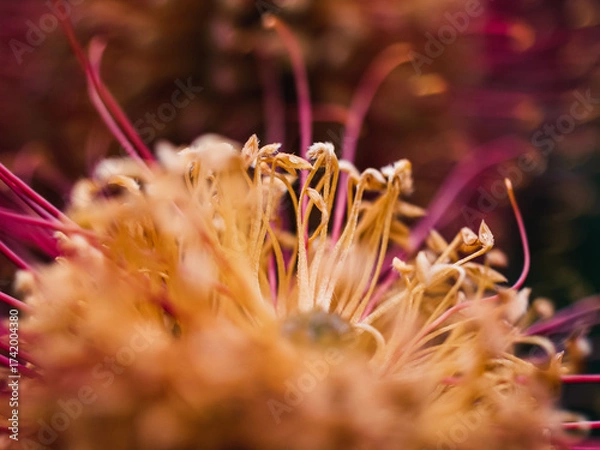 Fototapeta macro of a flower