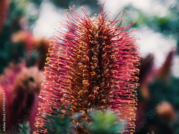 Fototapeta Banksia flower