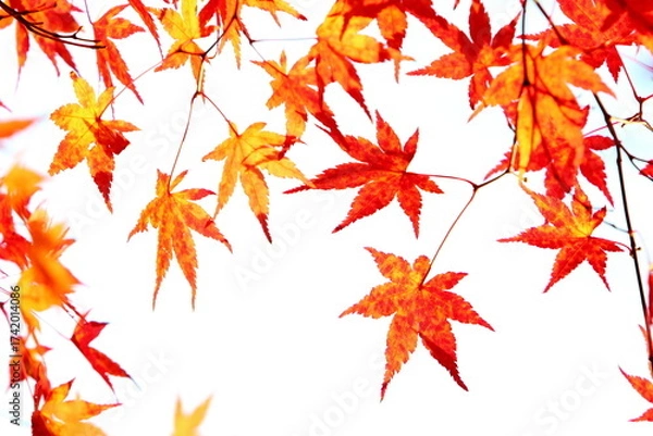 Fototapeta 鮮やかに色づいたカエデの葉のクローズアップ　白背景