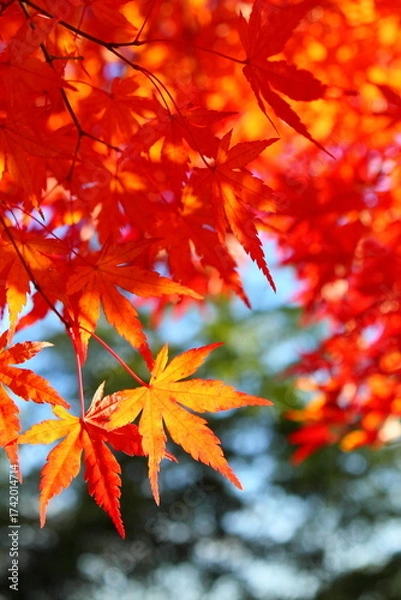 Fototapeta 鮮やかに色づいたカエデの葉