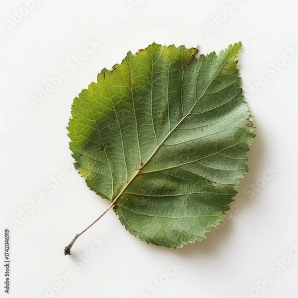 Fototapeta Close-up of a green birch leaf on a plain white background. The concept of the beauty of nature.