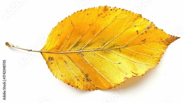 Fototapeta Close-up of a yellow birch leaf on a plain white background. The idea of the beauty of nature.