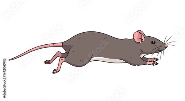 Fototapeta Cartoon illustration depicting a gray-brown rat in motion against a plain white background with clear delineation