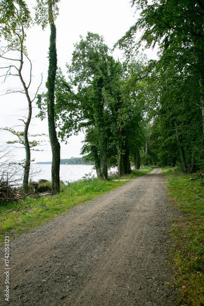 Fototapeta Rural cycle path through the forests and landscapes of southern Denmark