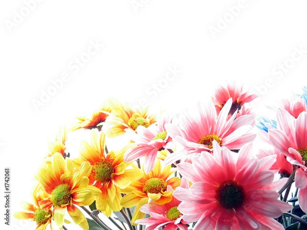 Fototapeta flower power