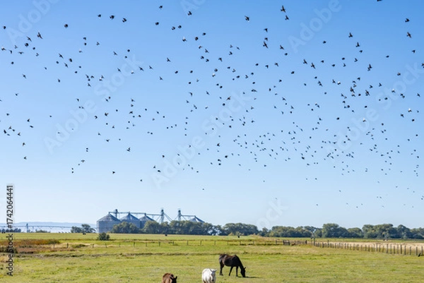 Fototapeta The horse (Equus ferus caballus) is a domesticated, one-toed, hoofed mammal. 1450 N, Ashton is a city in Fremont County, Idaho. Snake River Plain. 
