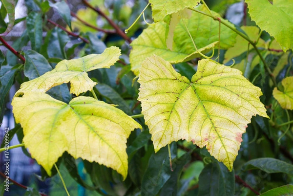 Fototapeta ​A close-up shot shows grape leaves gradually changing color from green to bright yellow. The veins and outlines of the leaf are clearly visible against a darker green background, symbolizing autumn, 