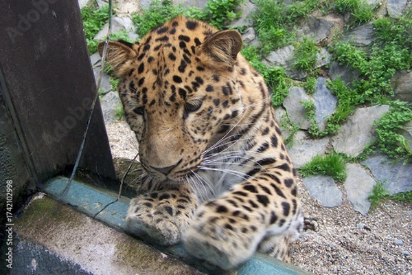Obraz  An Amur leopard looking through a cracked window
