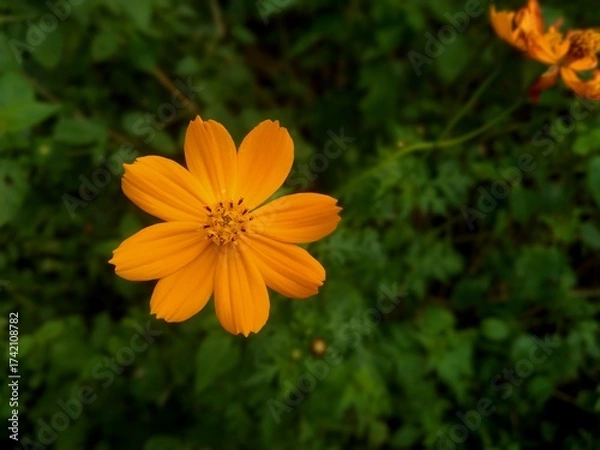 Fototapeta Macro shot of a single orange blossom with delicate petals against a natural green backdrop, perfect for floral and nature themes.