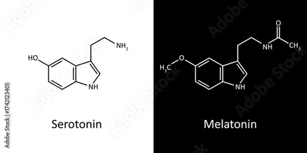 Obraz Serotonin and Melatonin