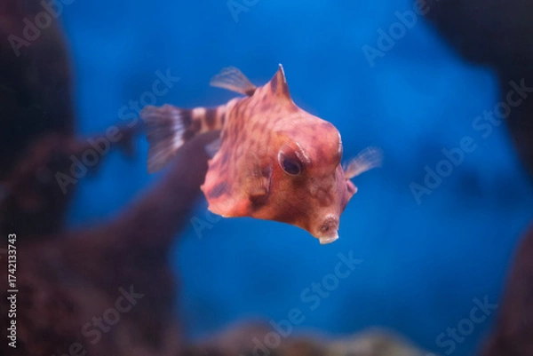 Fototapeta Fish under water, trunk cow ( ostracion cubicus)