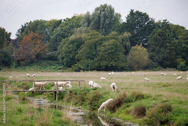 Obraz Sheep grazing and drinking from stream in English field near Salisbury