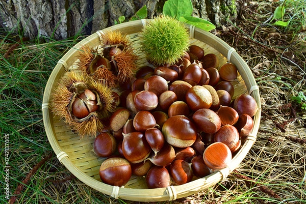 Obraz 豊作の栗の実