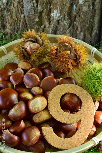 Obraz 栗の実と9月イメージ