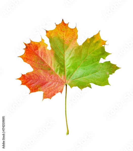 Fototapeta Multicolored autumn maple leaf highlighted on a transparent background