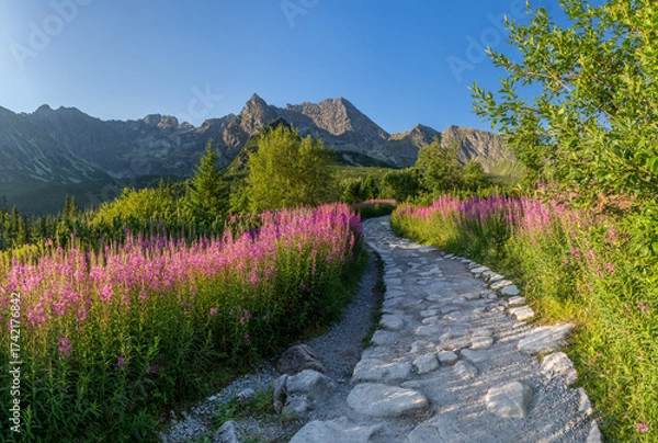 Fototapeta Mountain landscape, Tatra mountains summer landscape in Poland, colorful sunrise on Hala Gasienicowa (Gasienicowa Glade) with blooming fireweed