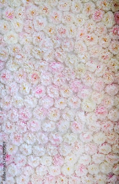 Fototapeta Floral backdrop featuring a dense arrangement of soft pink and white flowers, creating a romantic and serene atmosphere ideal for events, photography, and design projects