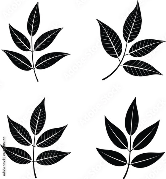 Fototapeta Collection of four stylized black leafy branch silhouettes with detailed veining silhouette