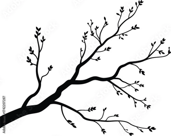 Fototapeta Delicate bare tree branch with small buds in a stark black silhouette against white