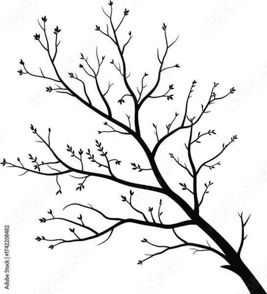 Fototapeta Elegant bare tree branch with small buds against a stark white background silhouette