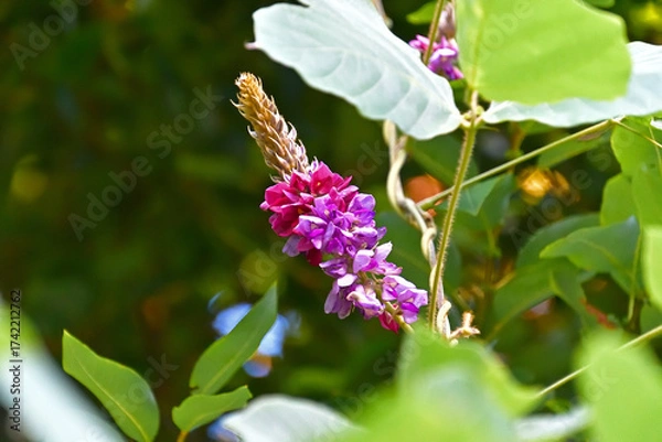 Fototapeta クズの花