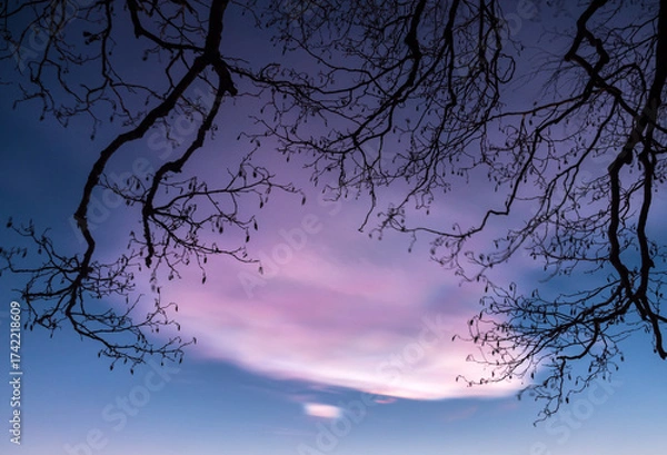 Fototapeta Nacreous clouds in the sky behind branches