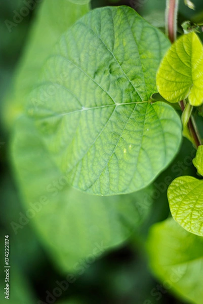 Obraz Close Up Of Broadleaf Weeds By The Water