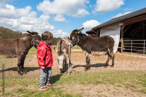 Fototapeta Kid approaching donkeys