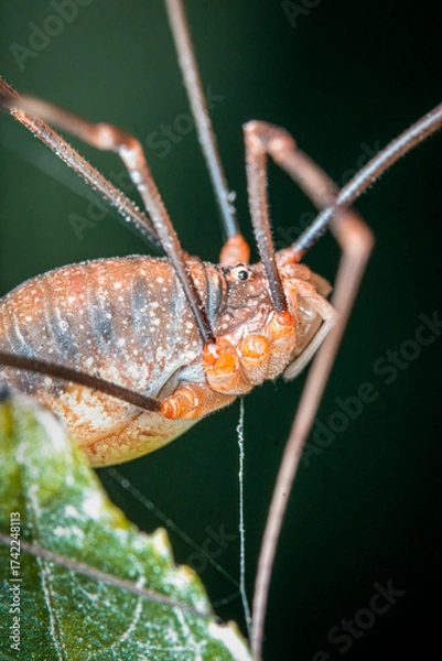Fototapeta Daddy long leg