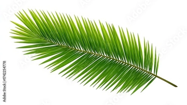 Fototapeta Flat vector green palm leaf isolated on white, minimalist logo design for branding and nature themes
