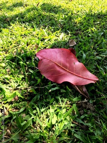 Obraz The dry catappa leaves or terminalia catappa that fall on a garden with lush green grass growing