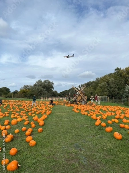 Fototapeta Orange pumpkins patch under a dramatic autumn grey overcast sky and halloween decorations. An airplane is visible above the horizon, contrasting between the rural harvest scene and modern air travel.