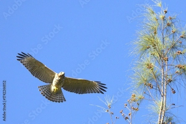 Obraz red tailed hawk