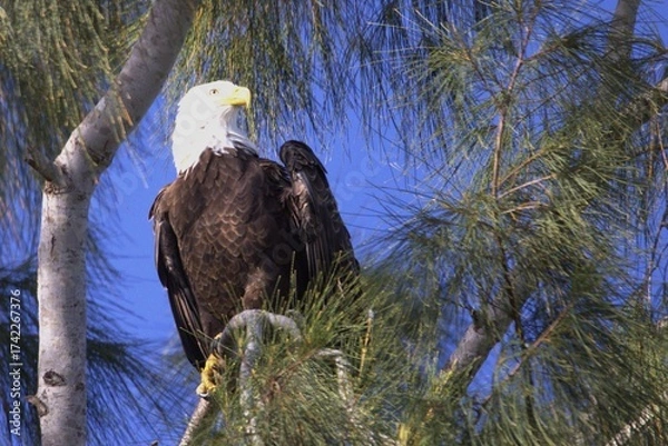 Obraz bald eagle on tree