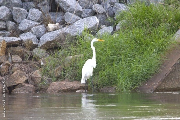 Obraz great white heron