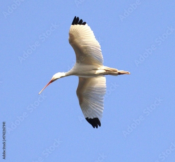 Obraz white stork in flight
