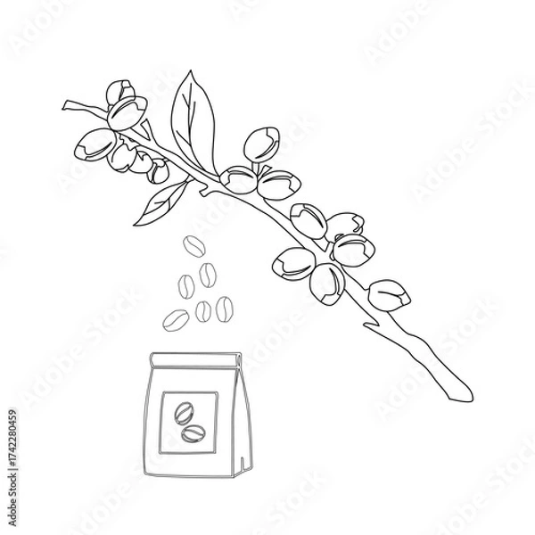 Obraz Branch with leaves. vector illustration of coffee branch. Coffee plant branch with leaf. Hand drawn Coffee tree vector. Coffee beans and leaves. Branch of a plant.