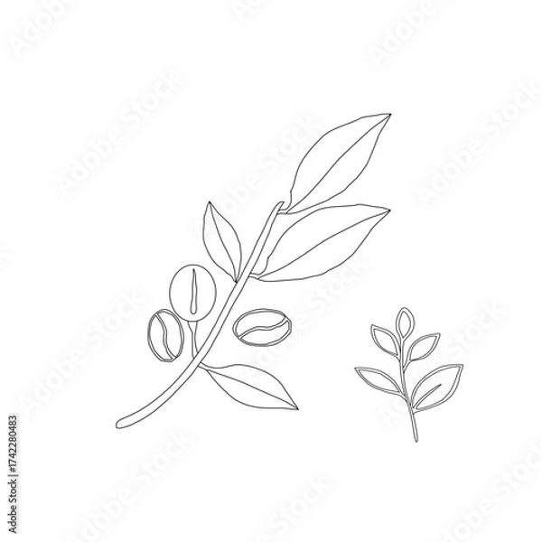 Obraz Branch with leaves. vector illustration of coffee branch. Coffee plant branch with leaf. Hand drawn Coffee tree vector. Coffee beans and leaves. Branch of a plant.