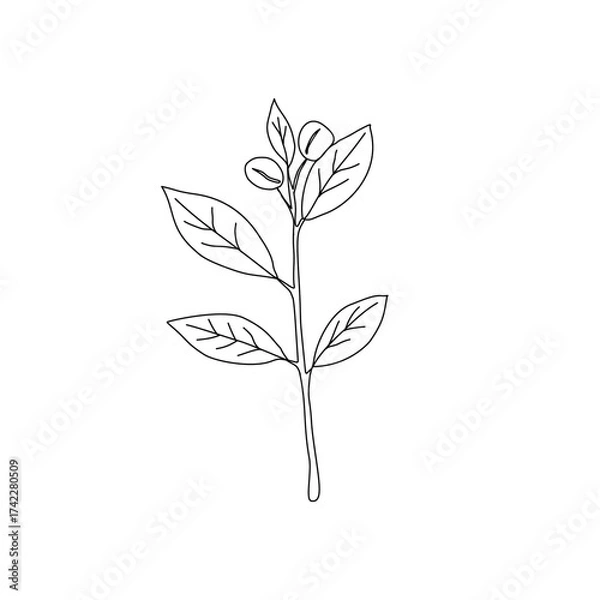 Obraz Branch with leaves. vector illustration of coffee branch. Coffee plant branch with leaf. Hand drawn Coffee tree vector. Coffee beans and leaves. Branch of a plant.